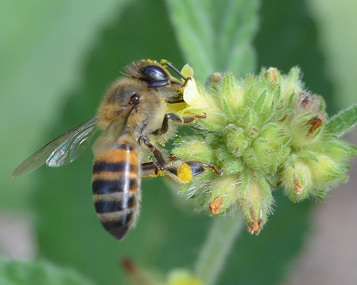 Abelha Africanizada