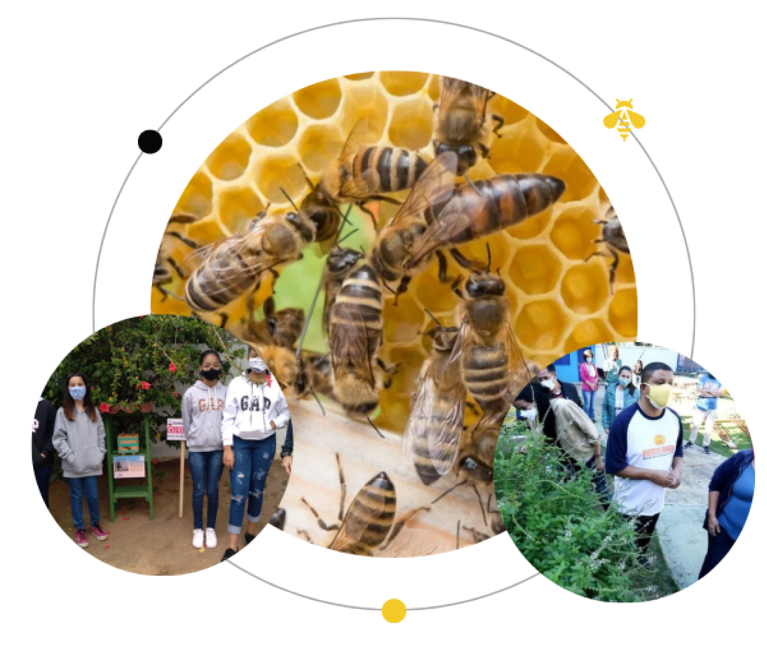 bees