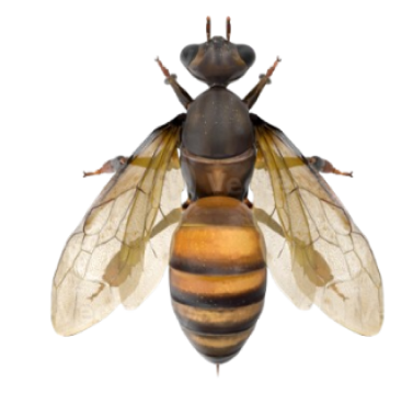 Zangão